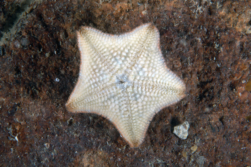 Asterina gibbosa e Asterina panceri